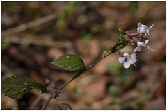 Nilgirianthus warrensis